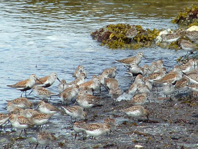 Shore Birds